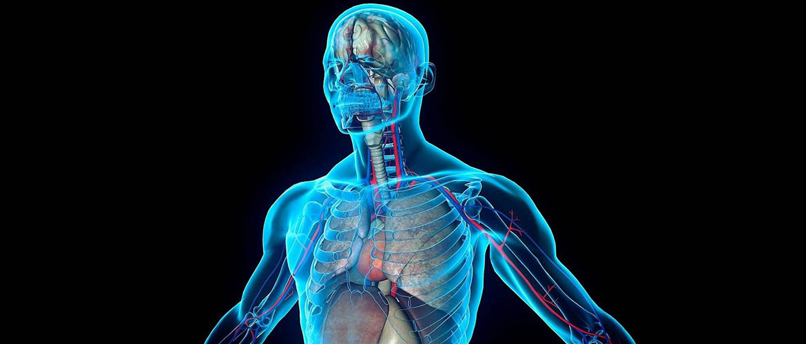 Выставка Организмус