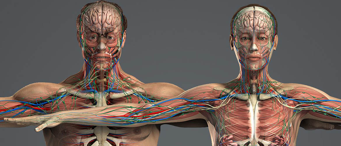 Выставка Организмус